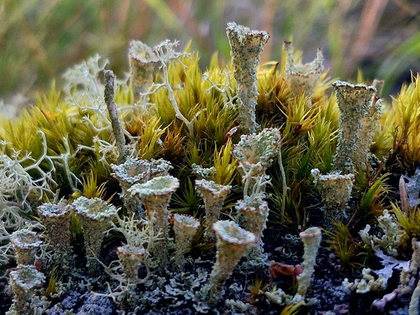 Photo of Pixie-cup lichens