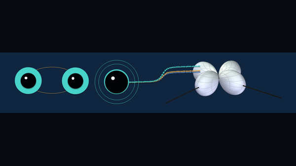 Artist’s impression of a compact-binary merger producing a gravitational-wave memory signal. In theories beyond general relativity, the reconfiguration of an additional gravitational field can generate an additional permanent imprint throug