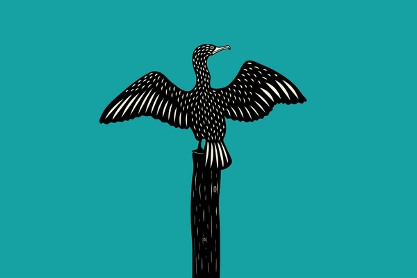 Drawing of a cormorant with wings spread