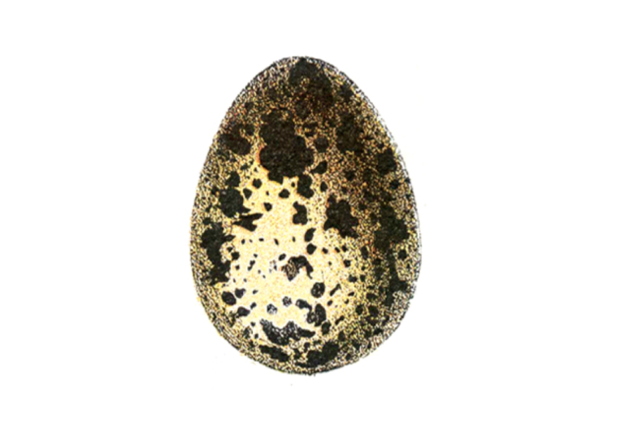 Illustration of an egg